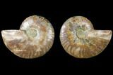 Sliced Ammonite Fossil - Agatized #125031-1